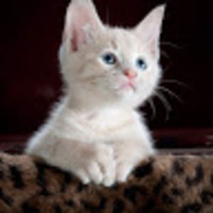 Meet your Posher, Thomas